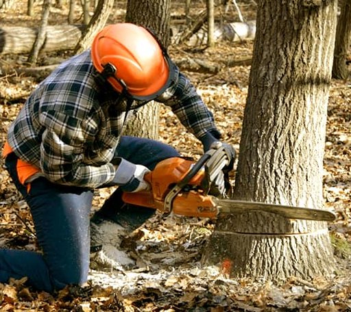 Tree Removal in Ophiem, IL